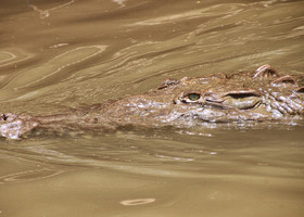 Иногда крокодилы проплывают мимо лодок, посматривая в вашу сторону очень нехорошо...