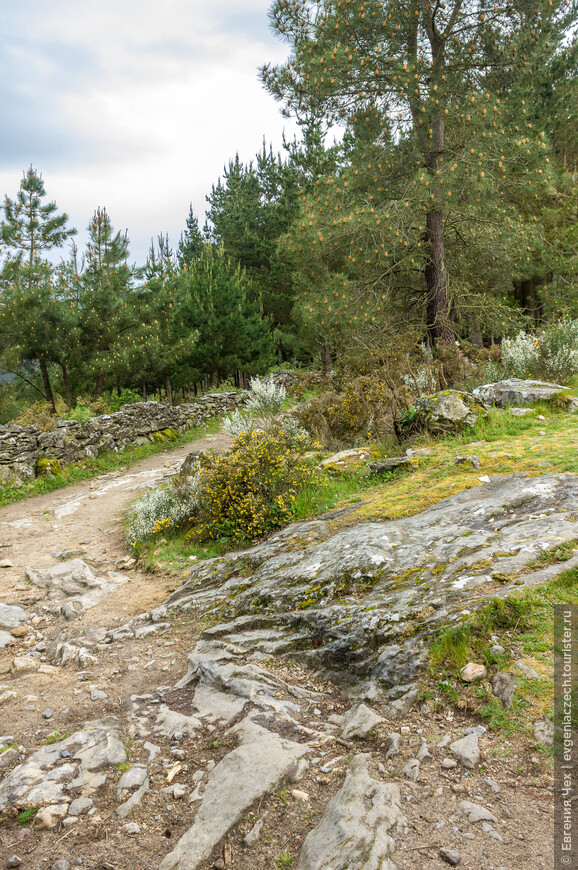 Camino de Santiago, путь паломника. Коровки, потери и находки