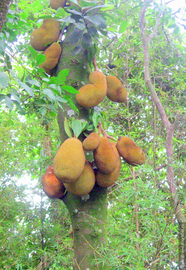 Джако - очень вкусные плоды, которые растут прямо на деревьях