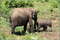 На Шри-Ланке обязательно надо съездить в национальный парк посмотреть на животных в естественной среде обитания. Конечно, на слонов!
