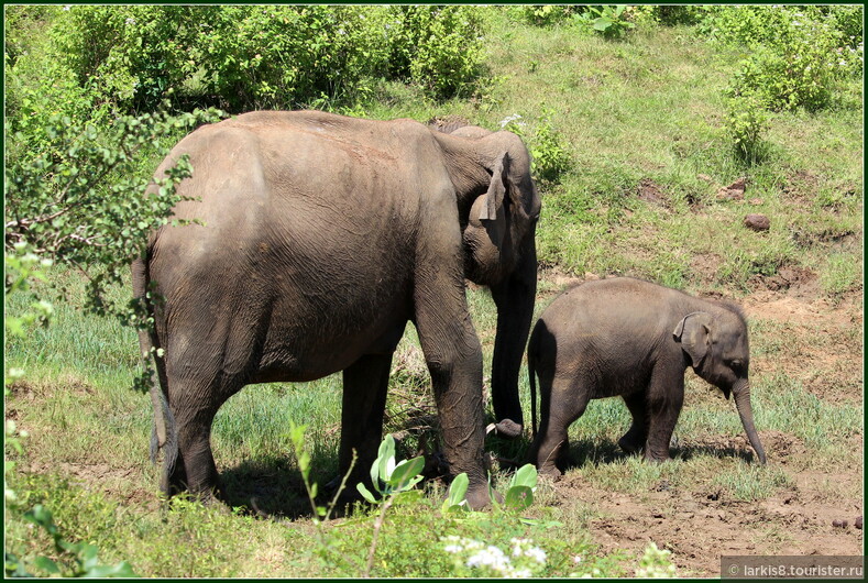 На Шри-Ланке обязательно надо съездить в национальный парк посмотреть на животных в естественной среде обитания. Конечно, на слонов!