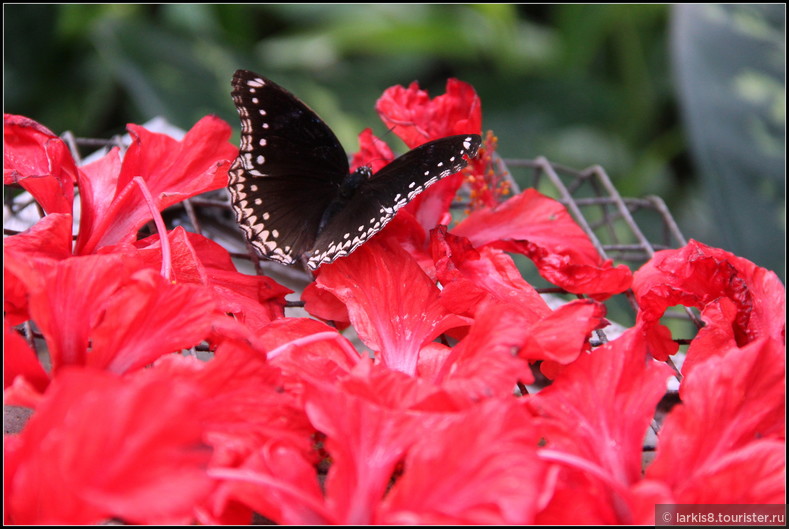 Куала-Лумпур также знаменит своим парком бабочек.