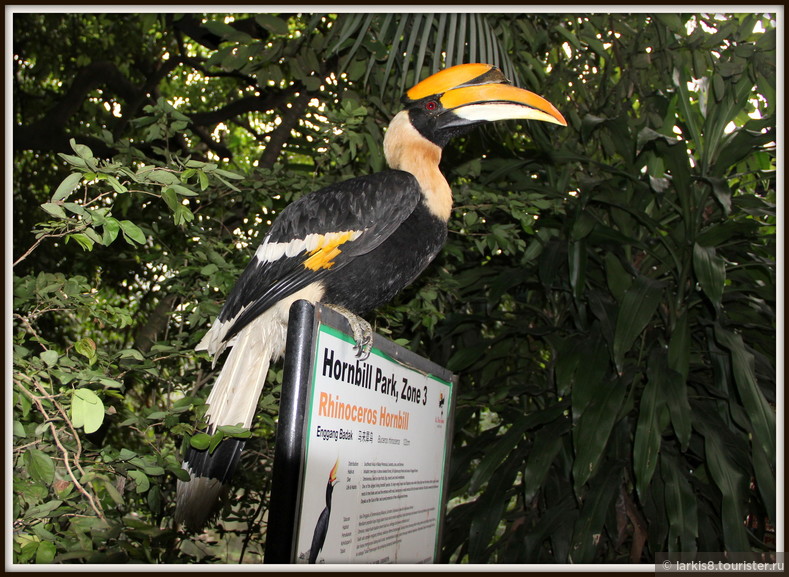 В парке птиц Куала-Лумпура мне удалось подружиться с птицей-носорогом, которая является одним из символов Малайзии. Общение с этой великолепной птицей стало одним из главных впечатлений этого года и запомнится точно на всю жизнь. Видео : http://larkis8.tourister.ru/videos/7226