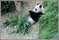 В Сингапурском зоопарке живут исчезающие Большие Панды. Это действительно одни из самых красивых и забавных животных на нашей планете! Увидеть их вживую - настоящее счастье! А вот видео этих больших пушистых милашек : http://larkis8.tourister.ru/videos/7085