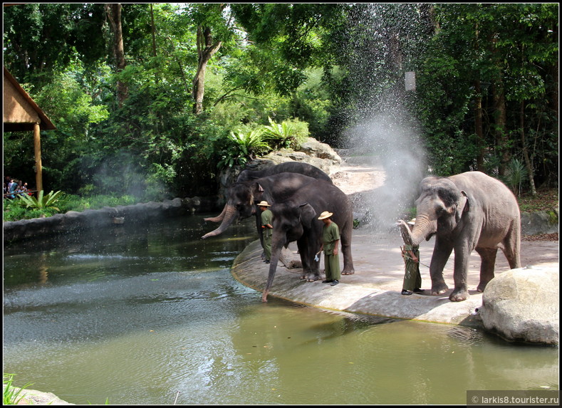 Шоу слонов в Сингапурском зоопарке - тоже впечатляющее зрелище! Недаром, посмотреть его приходят очень много людей! 