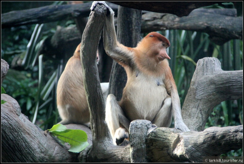 А вот носатые обезьяны-пробоксисы живут только на Малайзийском архипелаге. В Бако нам их не удалось увидеть, но в Сингапурском зоопарке мы на них полюбовались! 