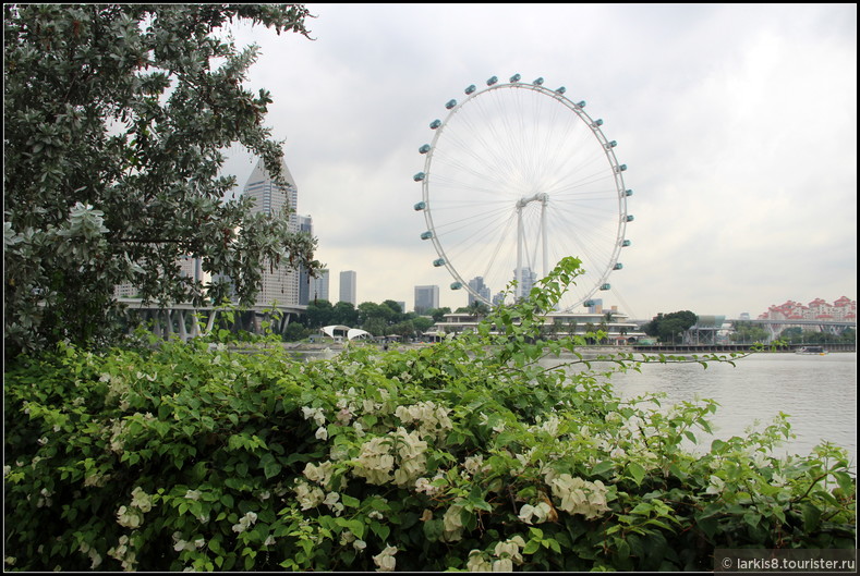 А это вид на самое высокое в мире колесо обозрения в Сингапуре.