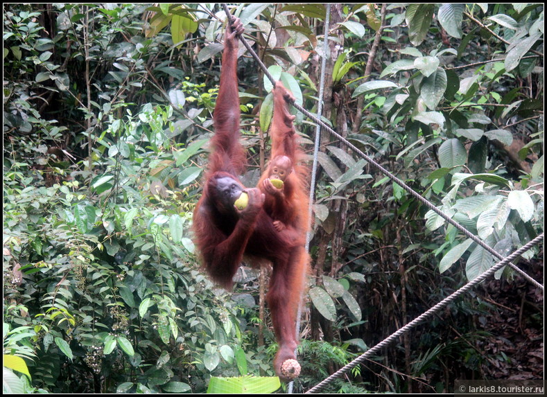 А еще на Барнео можно посмотреть на орангутангов в живой природе! Мы специально ездили в такое место на завтрак этих милейших приматов! Подробности в моем рассказе : http://www.tourister.ru/responses/id_13273