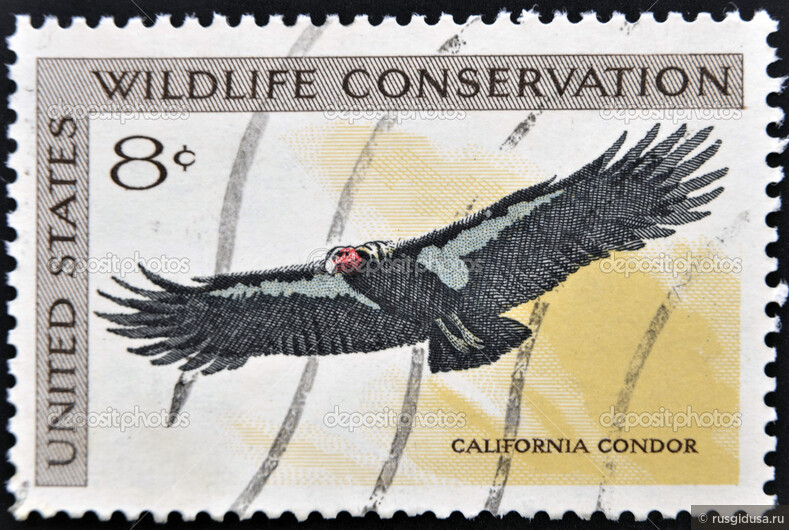 Калифорнийский кондор