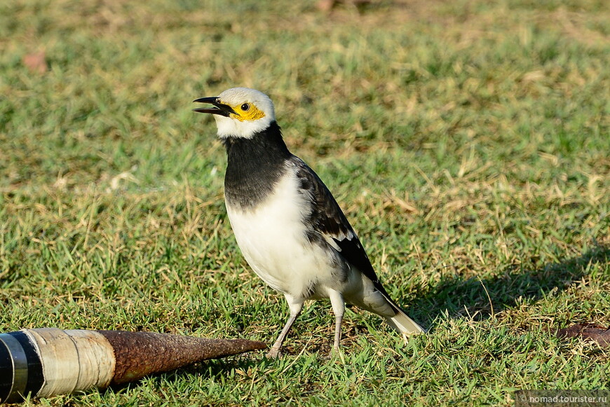 Черношейный скворец, Gracupica nigricollis, Black-collared Starling