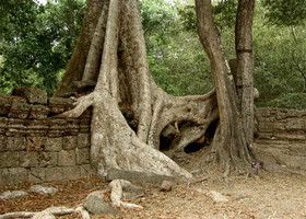 Деревья Ангкора, Камбоджа