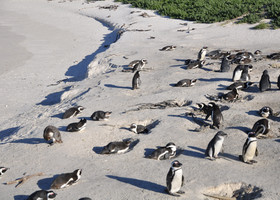 ЮАР.ч.4.Пингвины и котики