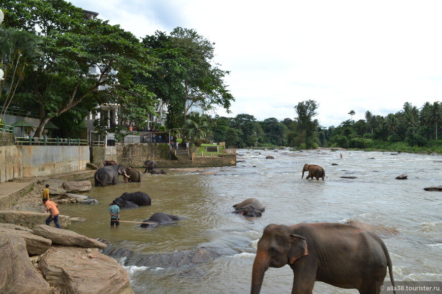  Пинавелла-купание слонов на реке.
