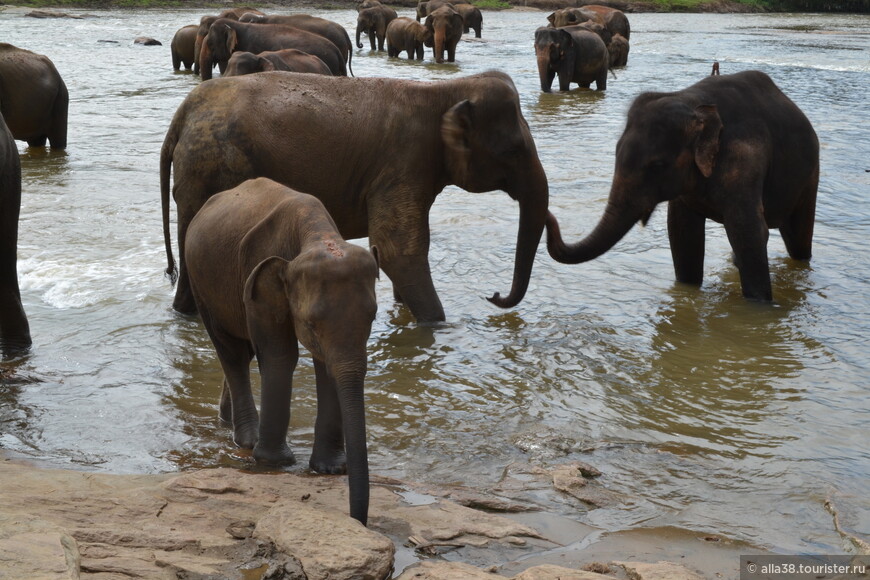  Пинавелла-купание слонов на реке.
