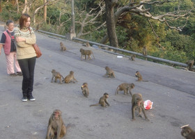 Гонконг-парк обезьян