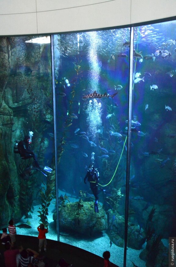 Удивительный подводный мир