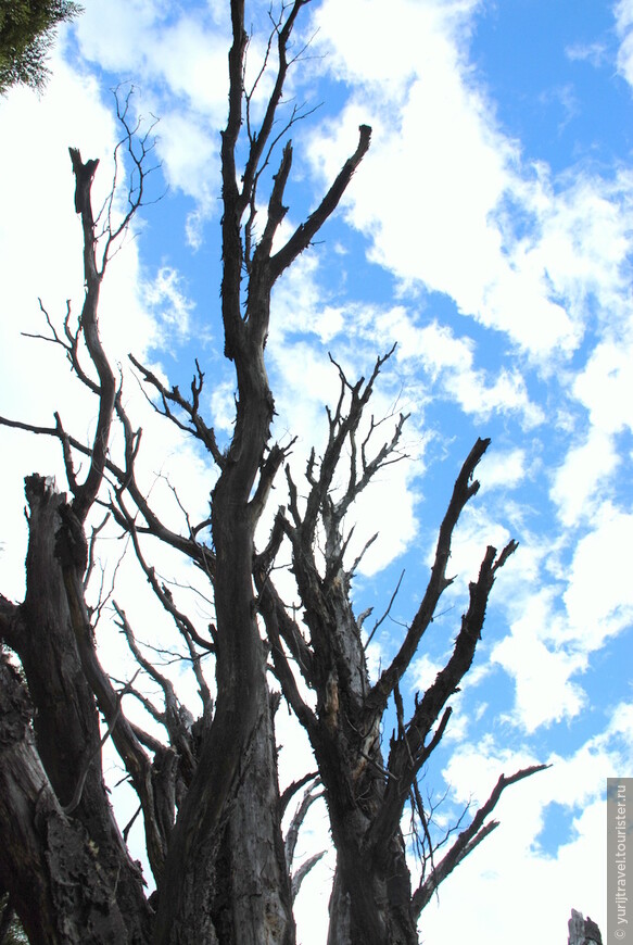 Деревья, высохшие от ветра, холода и недостатка влаги - типичный пейзаж многих мест Патагонии