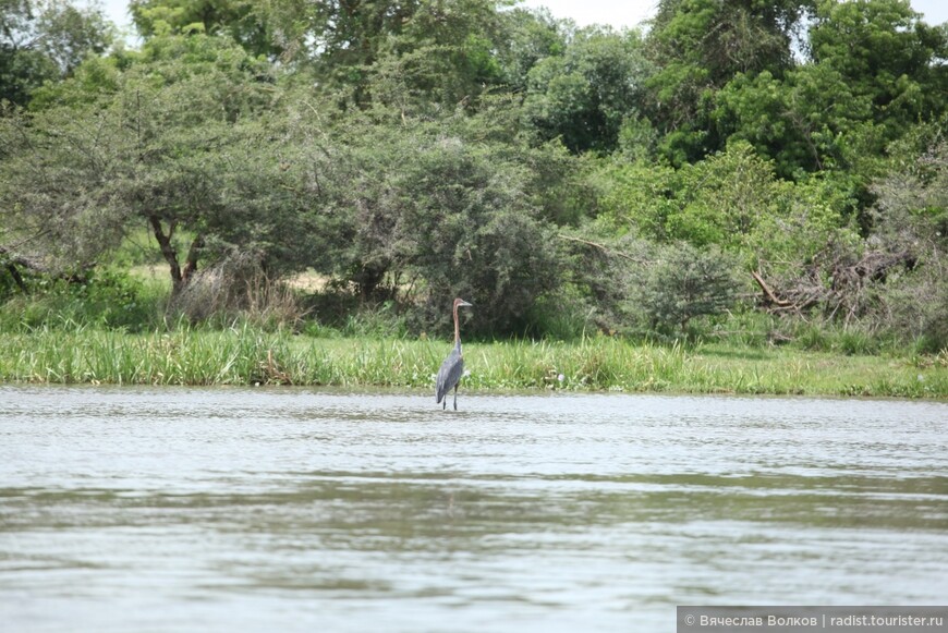 Путешествие в Уганду и Кению. Часть первая. Подготовка, перелет, Мерчисонский национальный парк